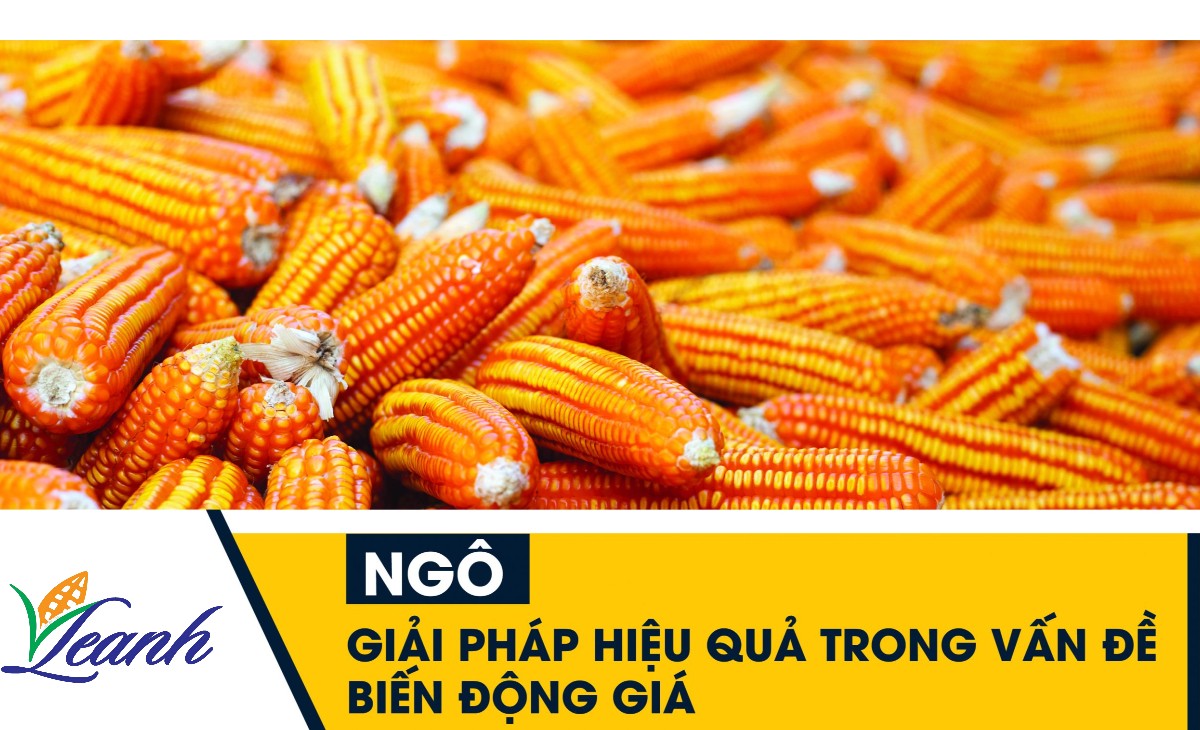 gia-ngo-bien-dong-nhe-do-tam-ly-than-trong-cua-thi-truong